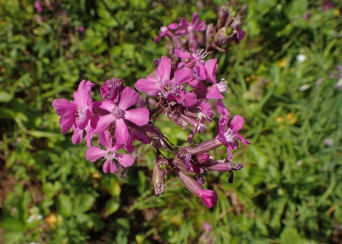 Смолка обыкновенная viscaria vulgaris