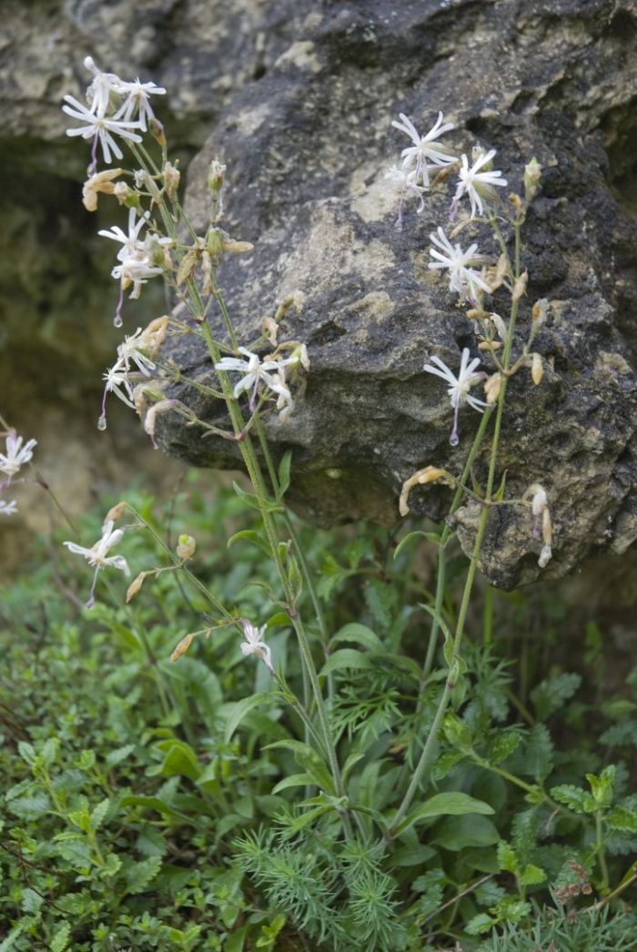 Silene nutans