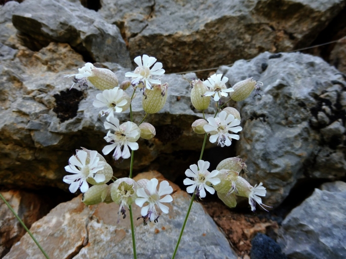 Смолевка альпийская альба(silene alpestre alba).