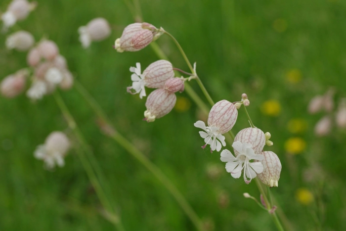 Silene vulgaris смолевка обыкновенная