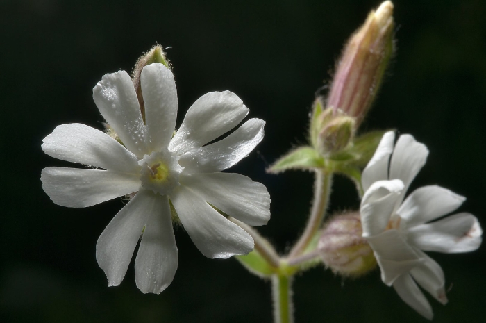 Смолевка бесстебельная