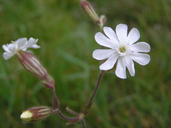 Смолевка широколистная (silene latifolia).