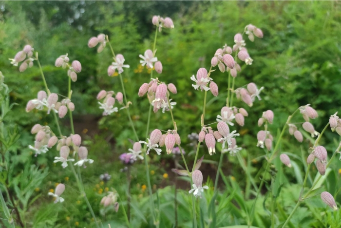 Смолёвка яйлинская