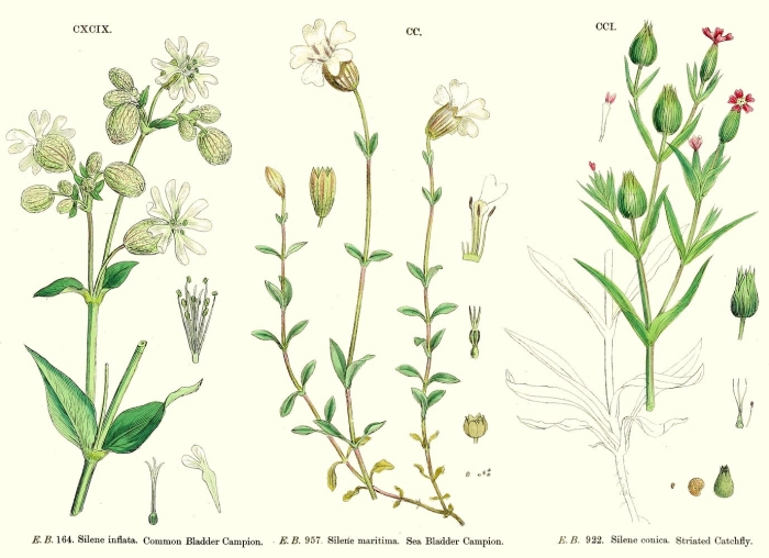 Ботаническая иллюстрация