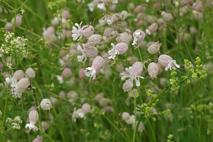 Silene vulgaris смолевка обыкновенная