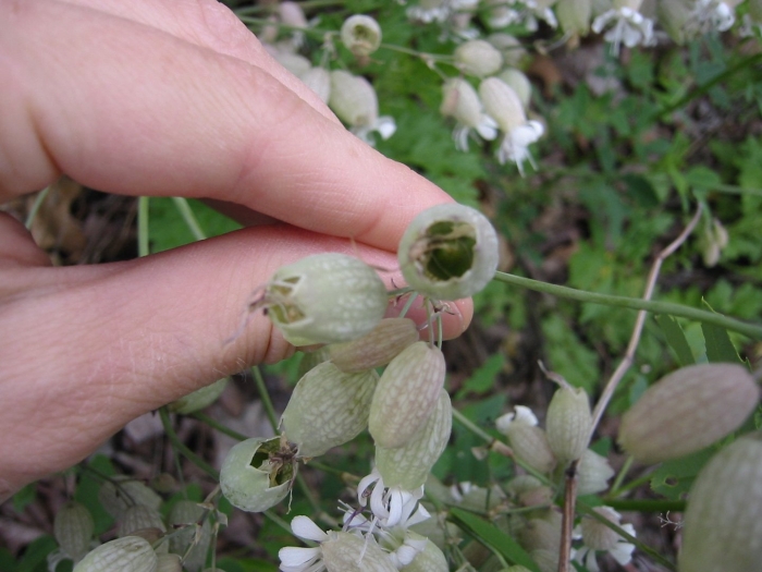 Семена смолевка обыкновенная