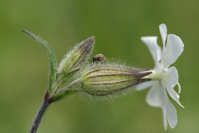 Смолевка обыкновенная(silene cucupalus)