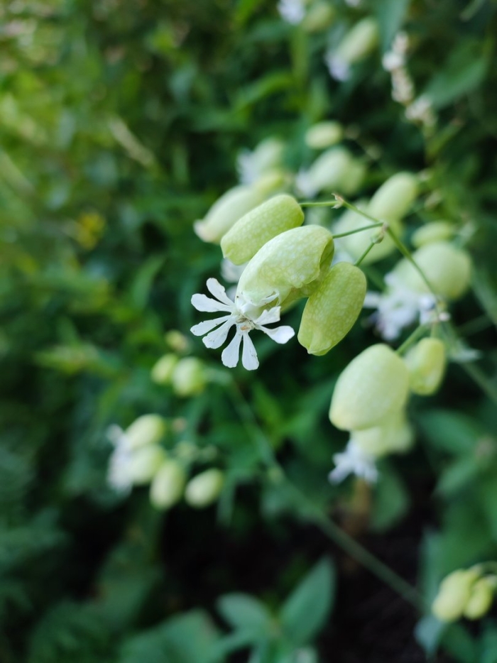 Silene vulgaris смолёвка