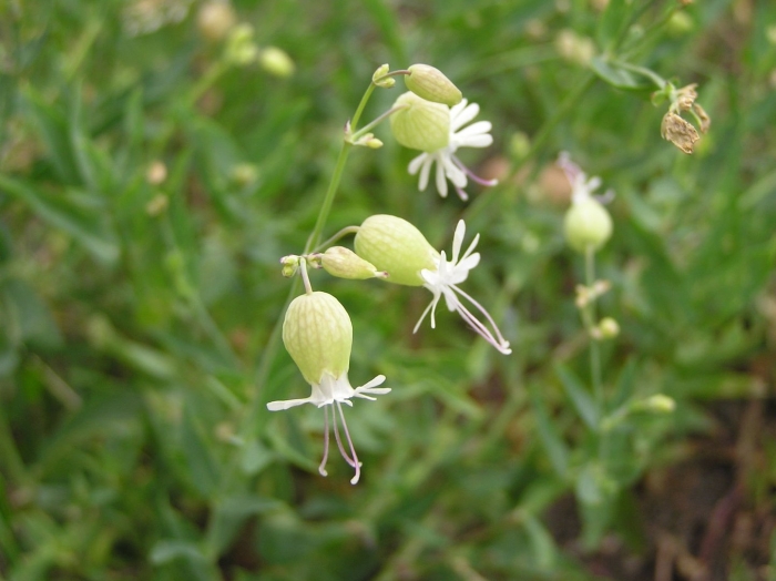 Silene vulgaris subsp