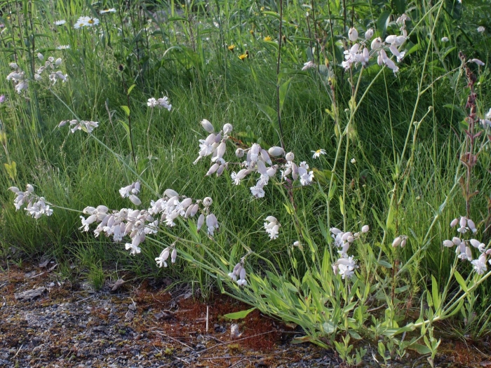 Silene vulgaris смолевка обыкновенная