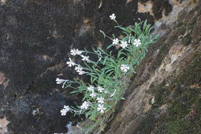 Смолевка капская