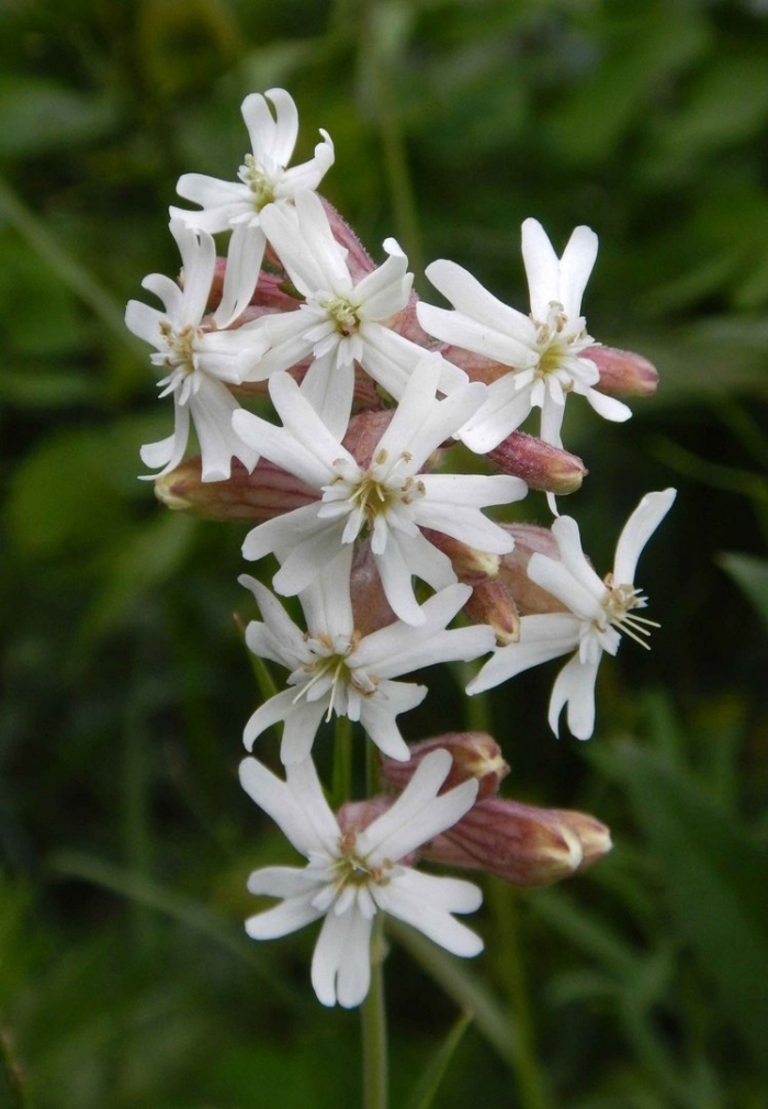 Silene vulgaris смолевка обыкновенная