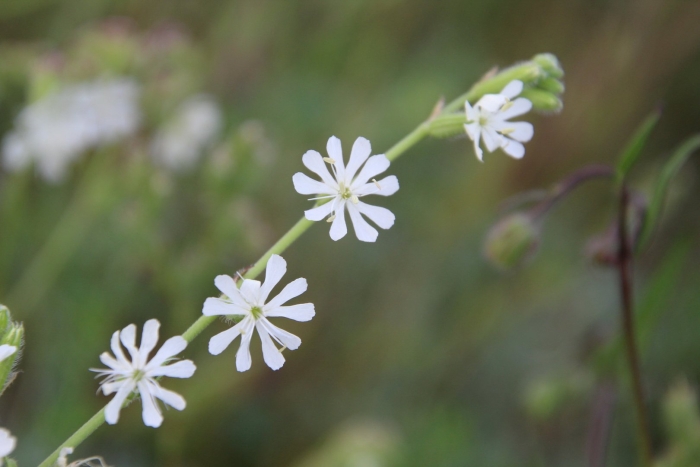 Смолёвка вильчатая (silene dichotoma)
