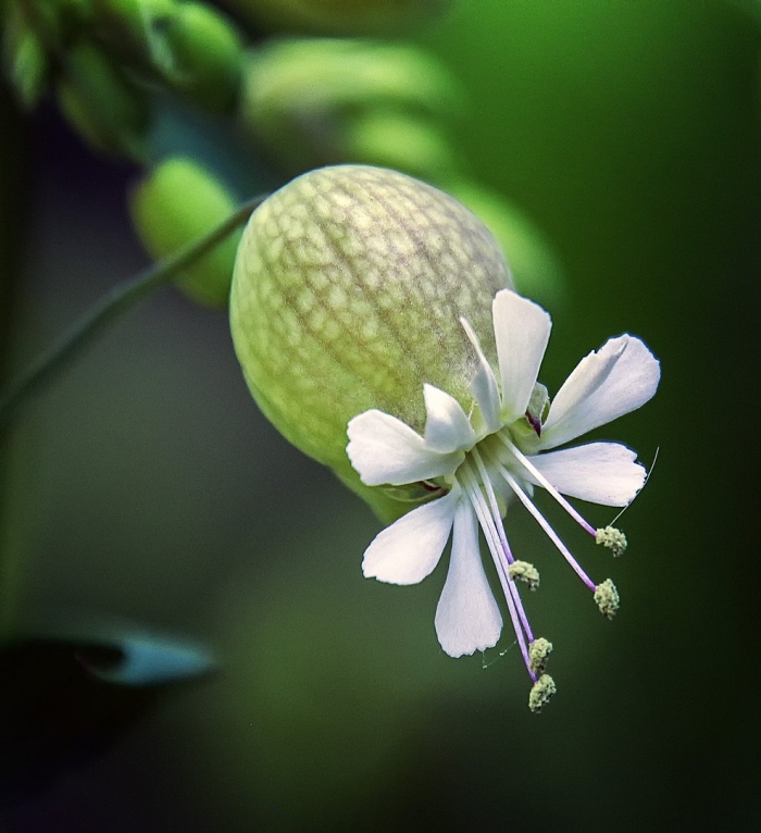 Silene vulgaris смолевка обыкновенная