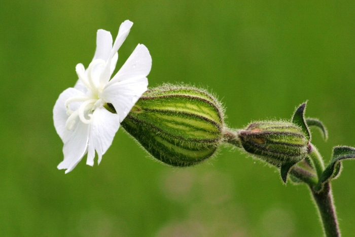 Смолевка капская