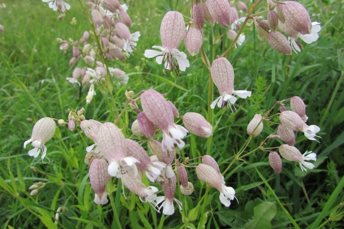 Silene vulgaris смолевка обыкновенная