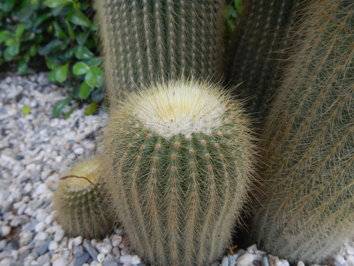 Eriocactus warasii