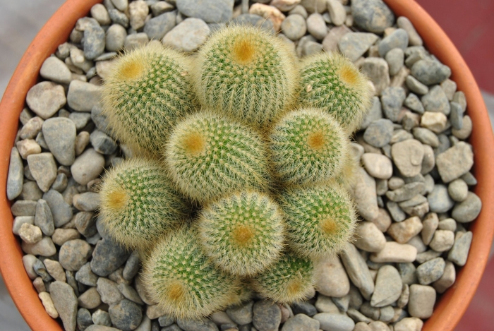 Notocactus scopa