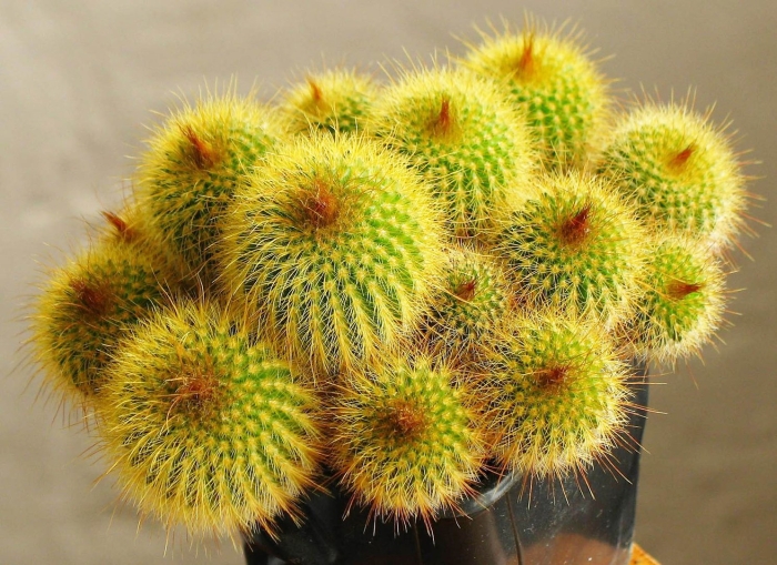 Notocactus leninghausii inermis