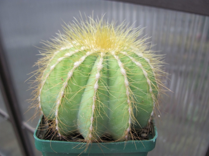 Eriocactus magnificus