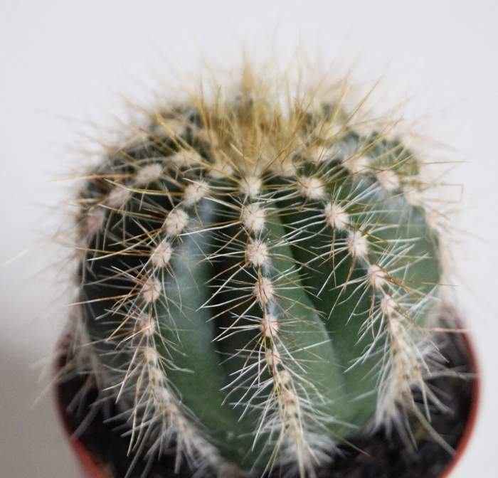 Эриокактус магнификус