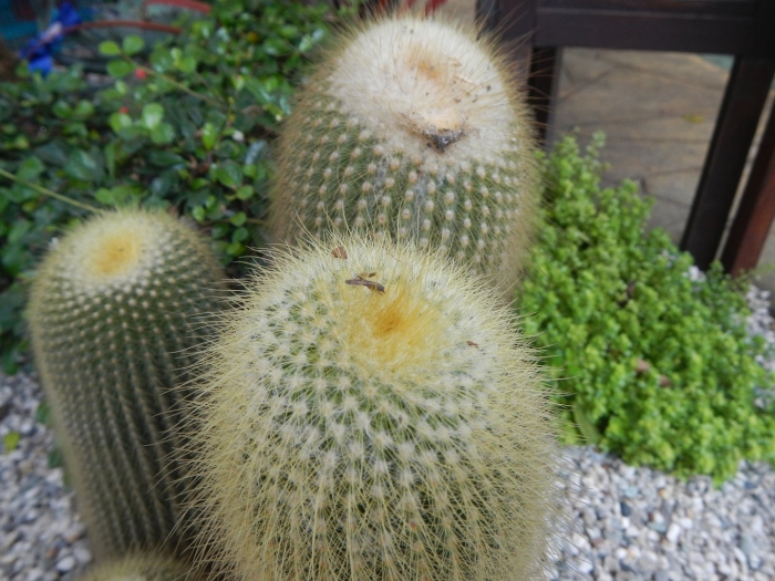 Кактус parodia leninghausii