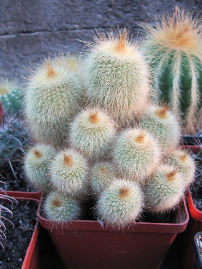 Eriocactus leninghausii