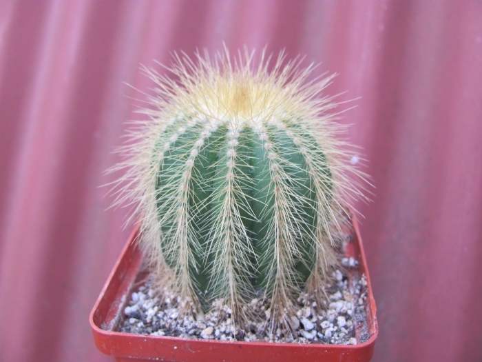 Кактус parodia magnifica