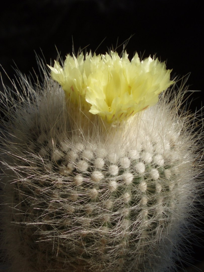 Parodia rudibuenekeri