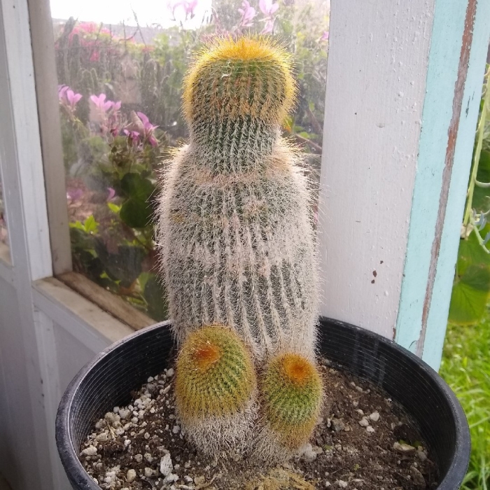 Разновидности кактуса