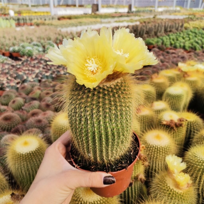 Нотокактус ленингхауза