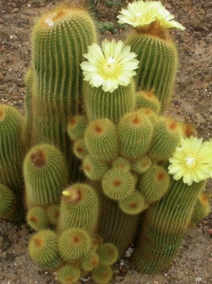Notocactus leninghausii