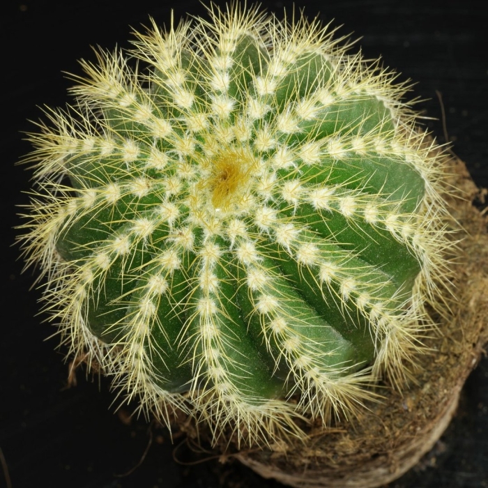 Parodia magnifica