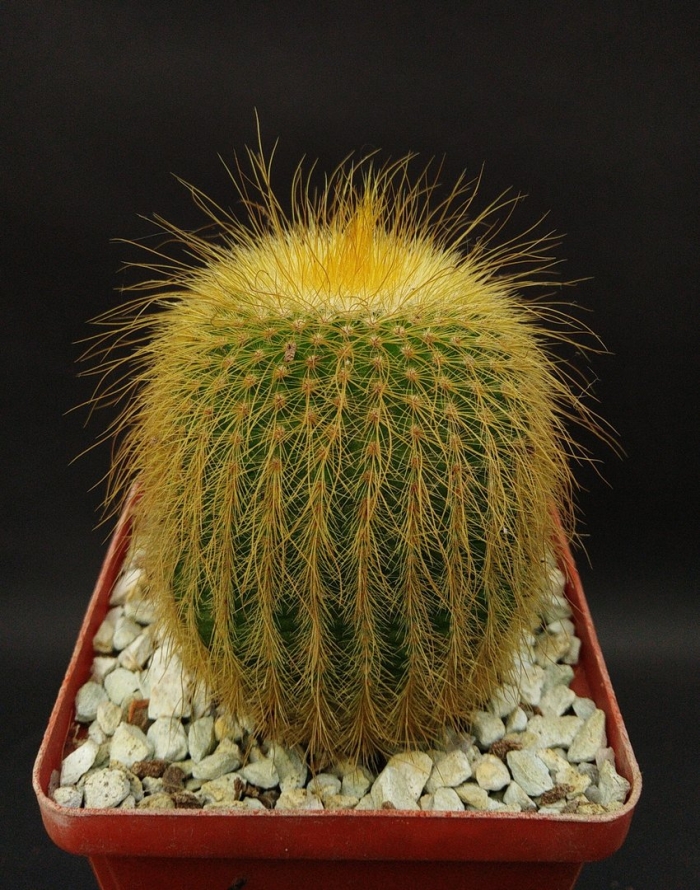 Нотокактус ленингхаузи