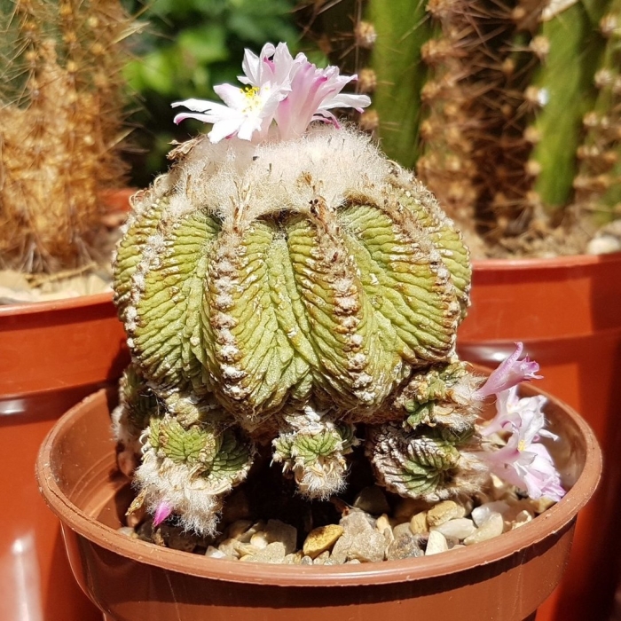 Ацтекиум риттери