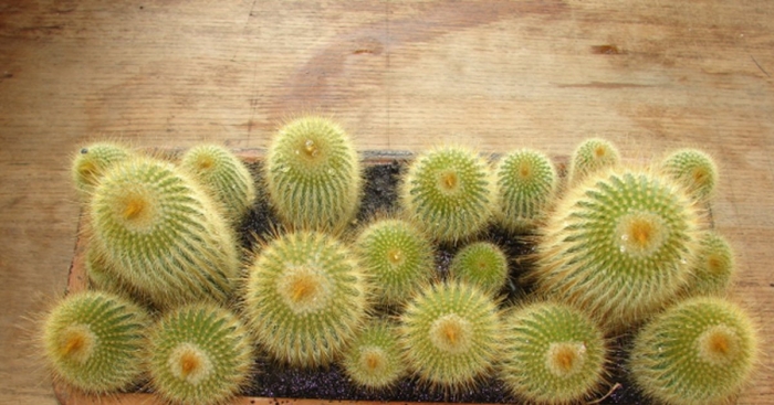 Нотокактус ленингхауза