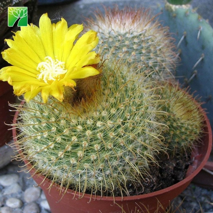 Кактус parodia formosa