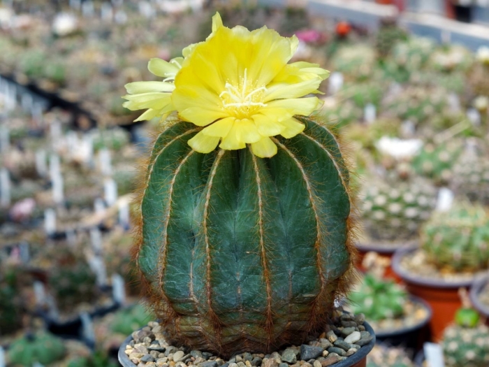 Кактус эриокактус магнификус