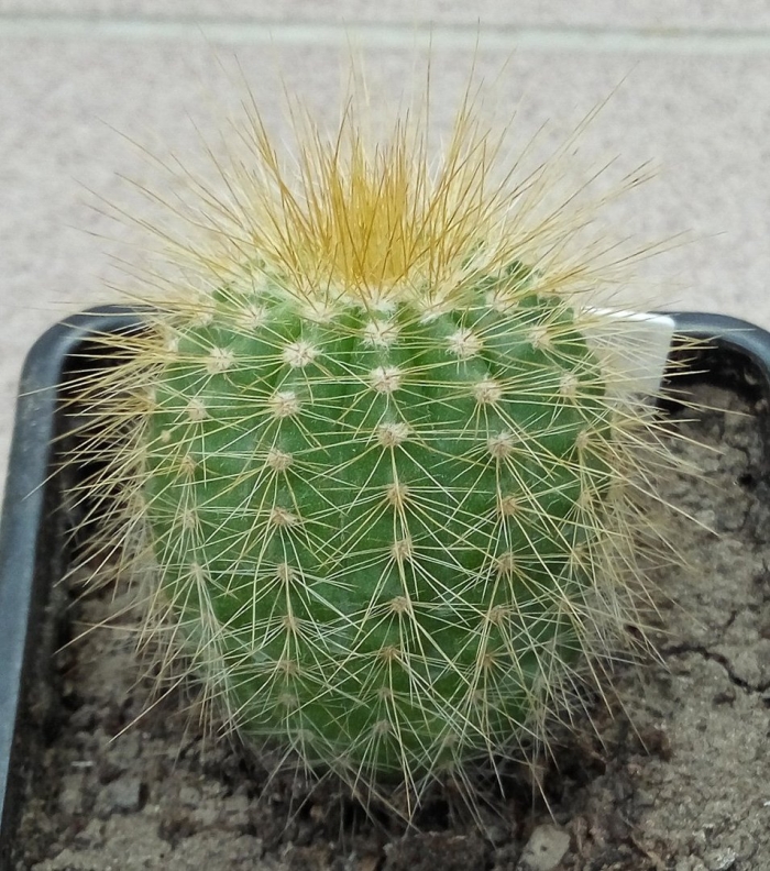 Ядовитый кактус трихоцереус
