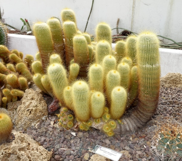 Parodia lenninghausii