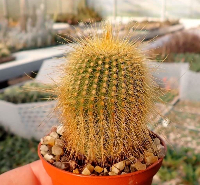 Нотокактус ленингхауза