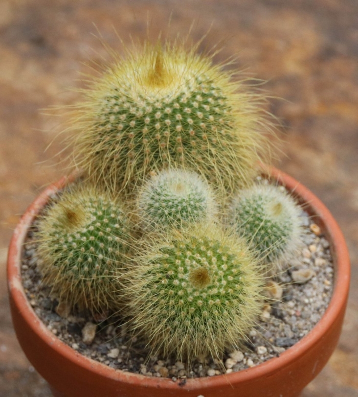 Комнатное растение кактус