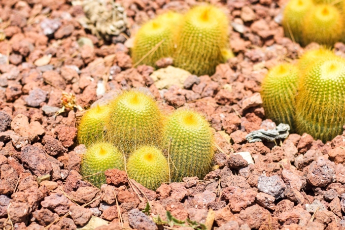 Кактус грузони