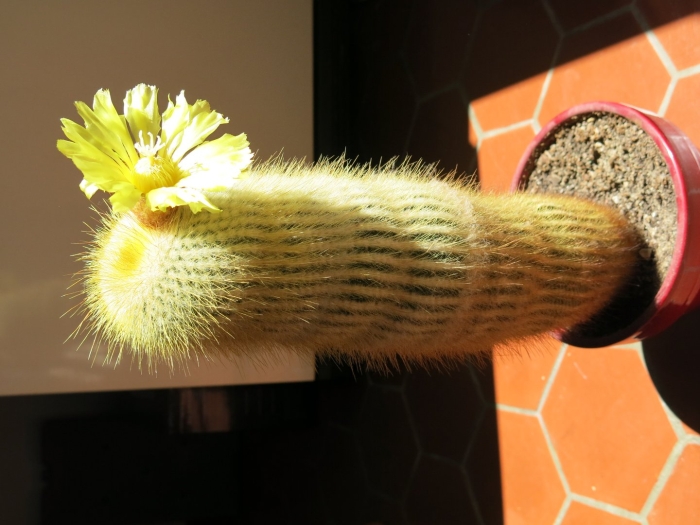 Нотокактус ленингхауза