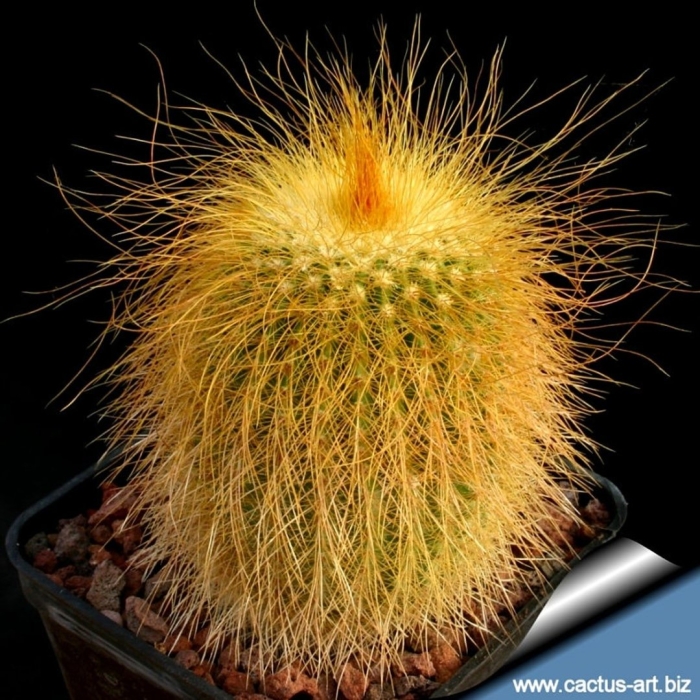 Кактус с желтыми колючками