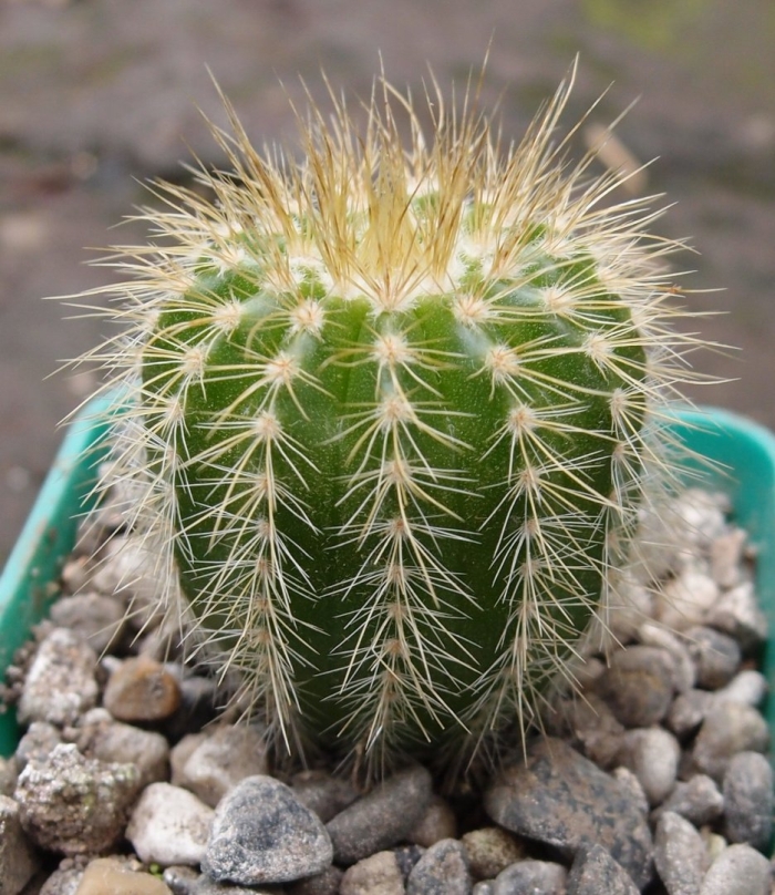 Эриокактус вараси