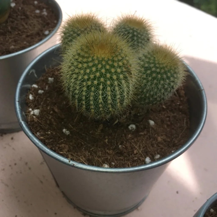 Пародия кактус