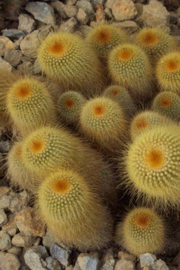 Нотокактус вараси