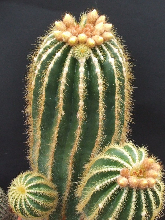 Нотокактус ленингхауза