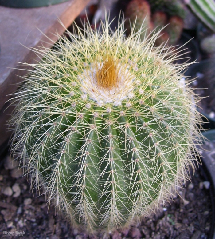 Эхинокактус грузони цветет